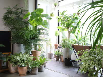 How to Move Large Potted Plants