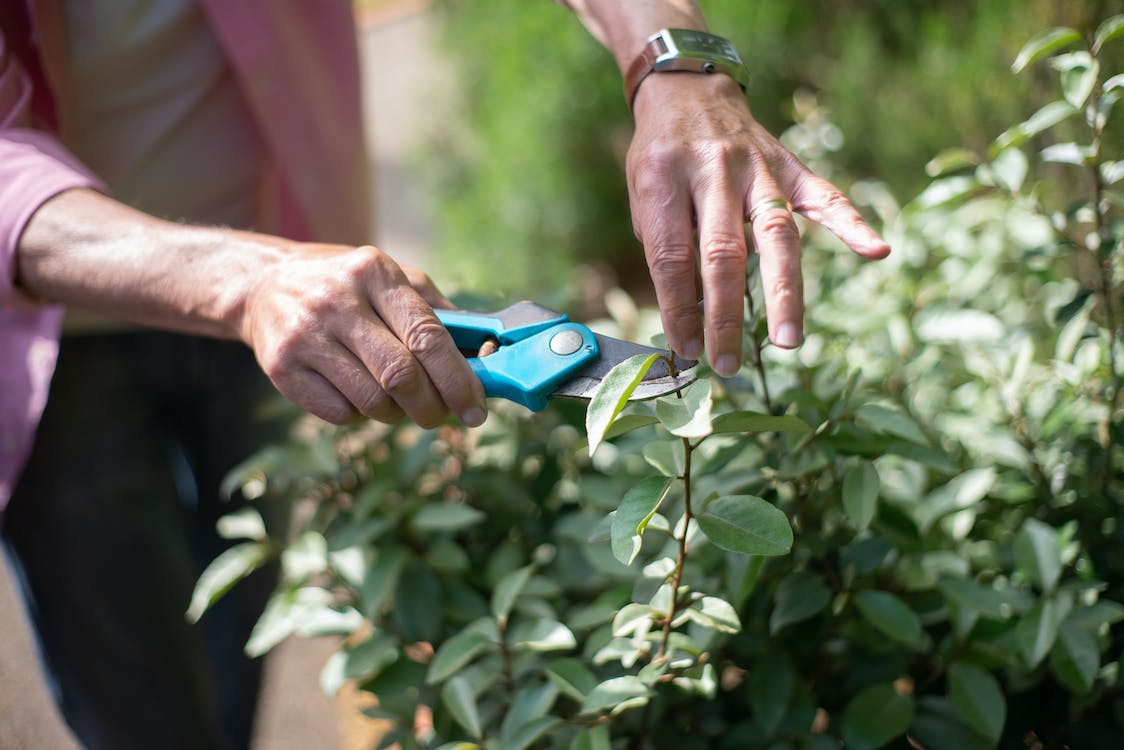 How to Prune Fruit Trees for Healthy Growth