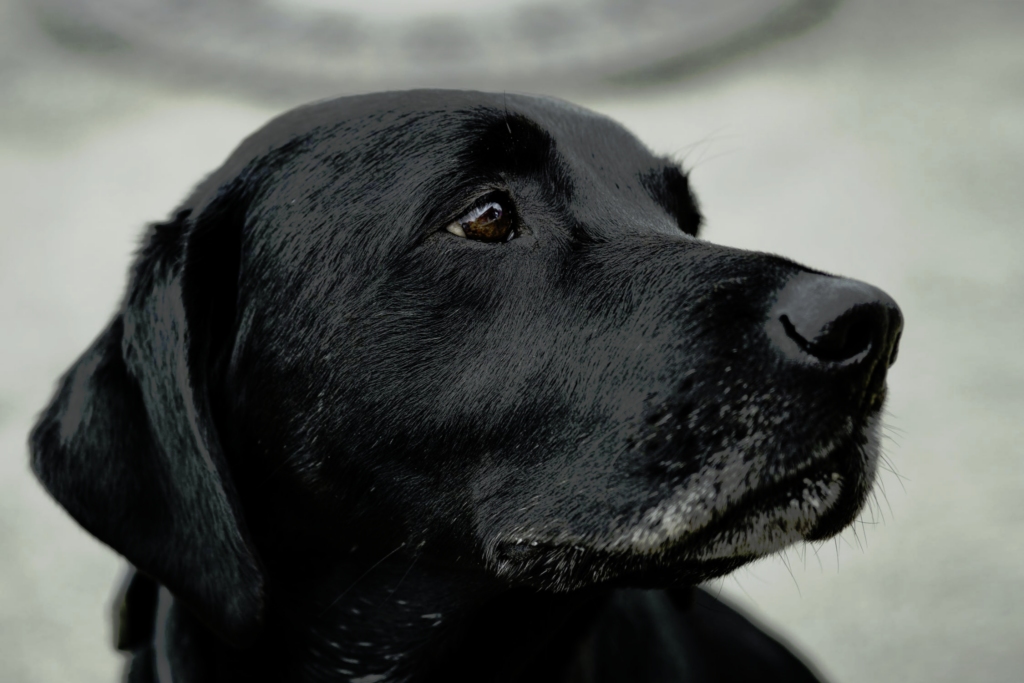 View of Common Signs of Pet Anxiety and How to Treat Them - Organize With Sandy