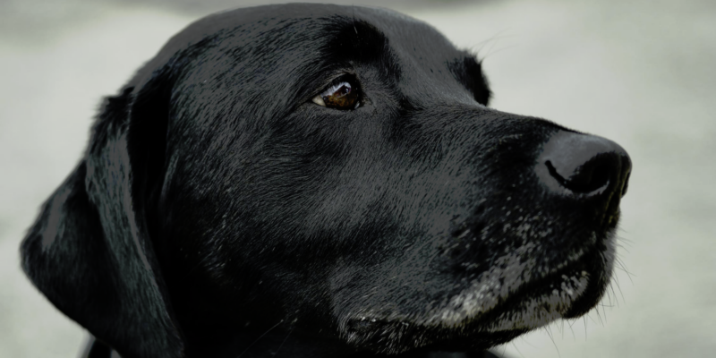 Common Signs of Pet Anxiety and How to Treat Them