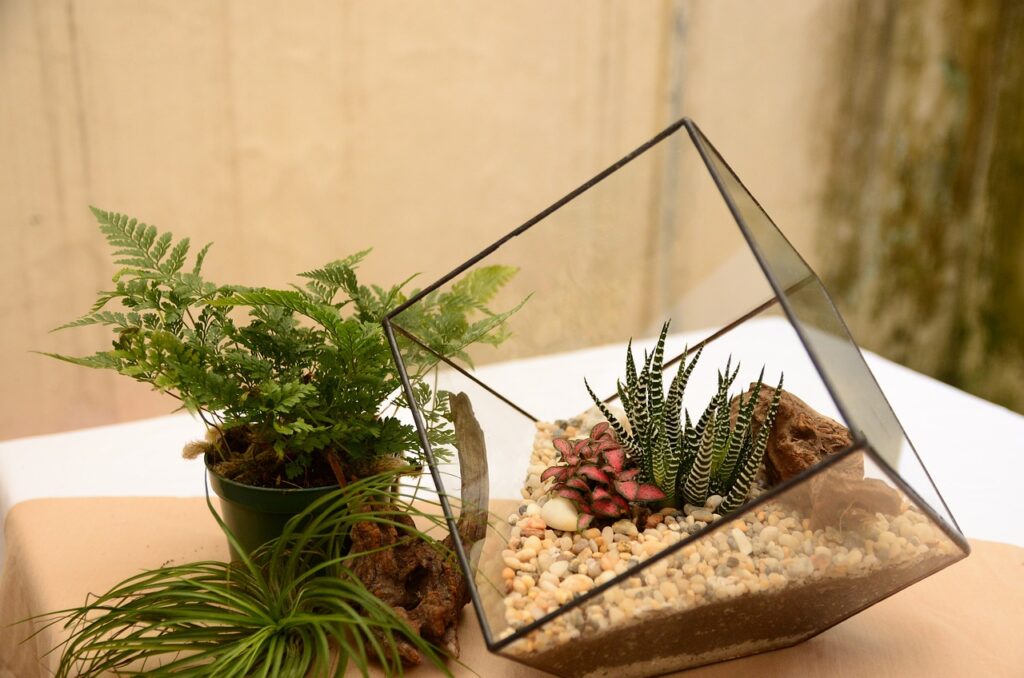 Disadvantages of Open Terrarium