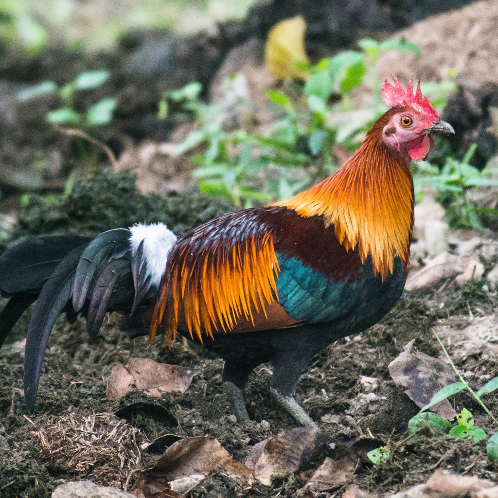 Symbolic of the historical familiarity of chickens.