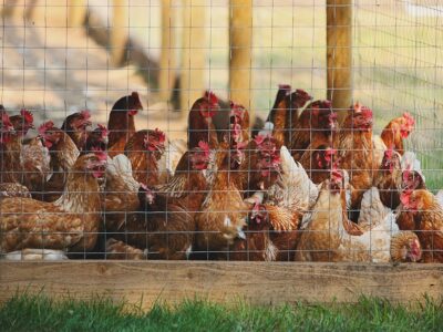 A flock of chickens gathered in a pen