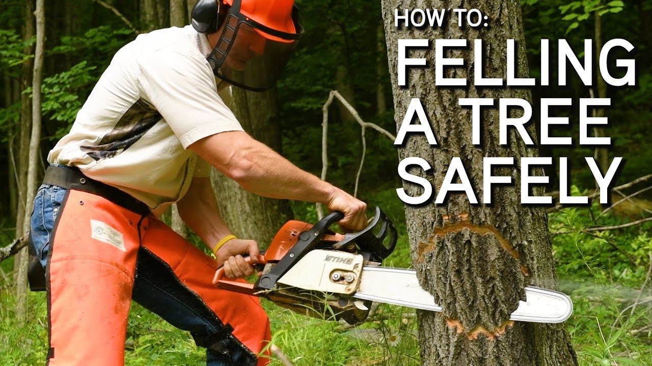 How to Cut a Tree with a Chainsaw - Organize With Sandy