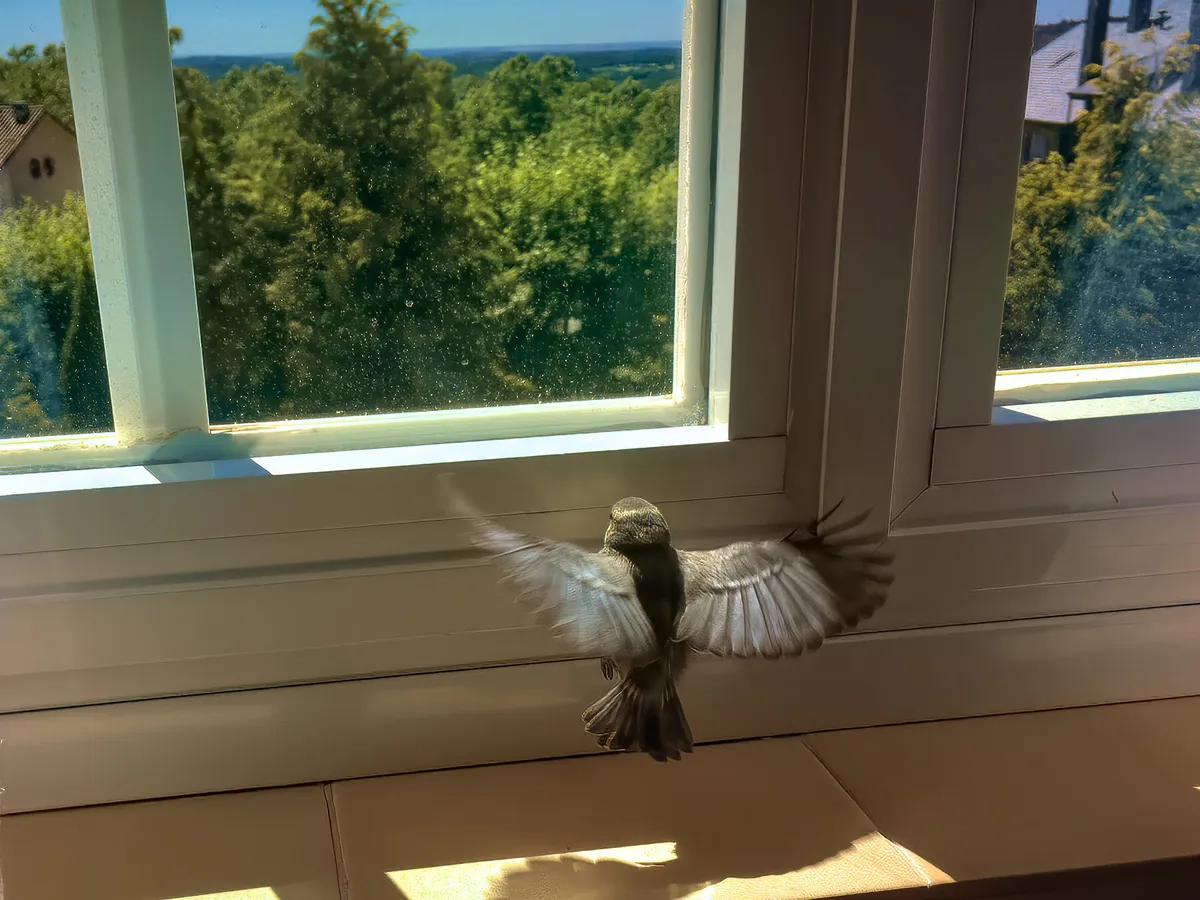 BITH Bird in the House