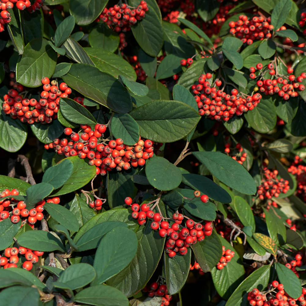 Cotoneaster Lacteus