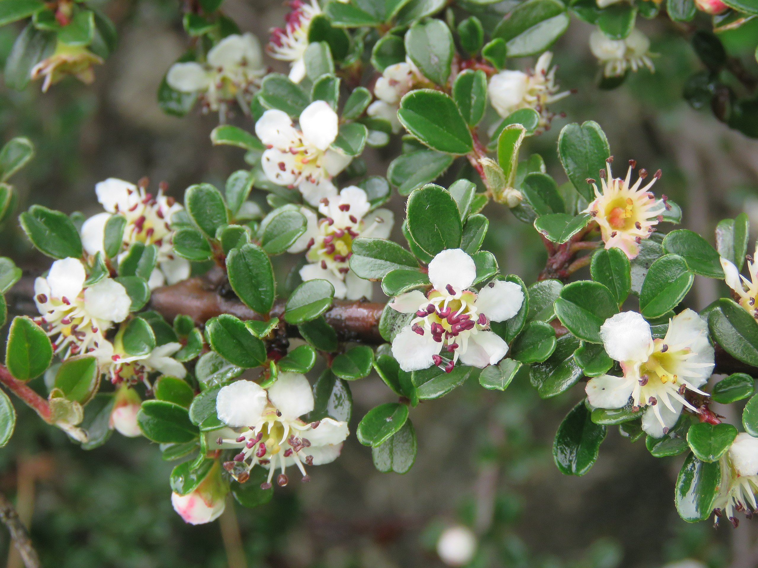 Cotoneaster Microphyllus