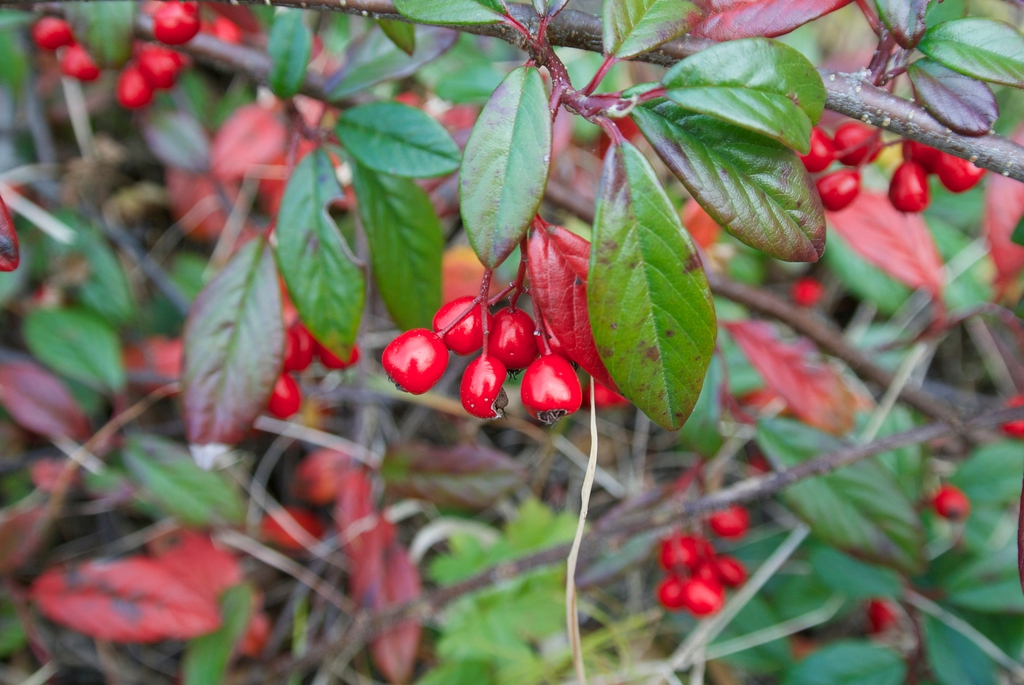 Cotoneaster Salicifolius