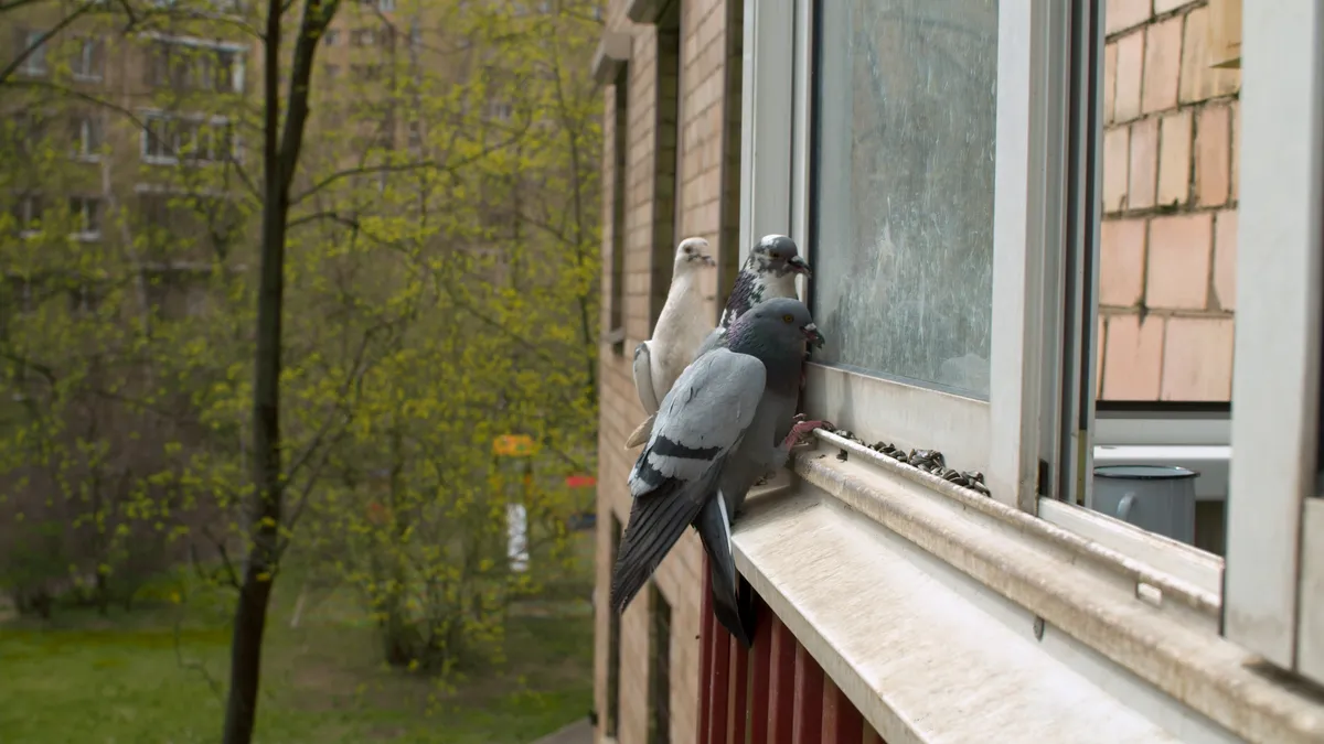 Curious Case of Window Pecking