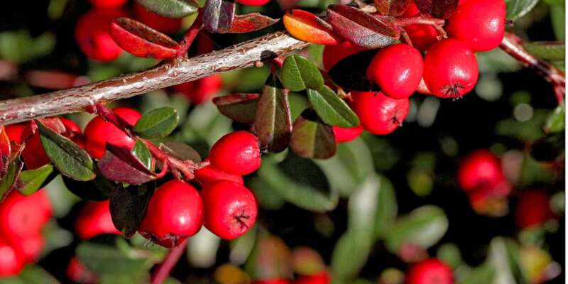 Do Cotoneasters Like Sun or Shade?