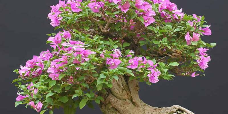 A table where a bonsai plant is kept