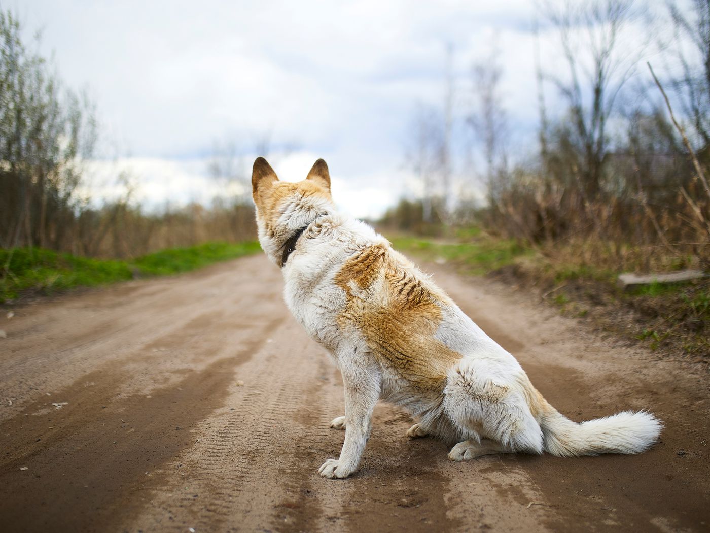 Freedom to Roam