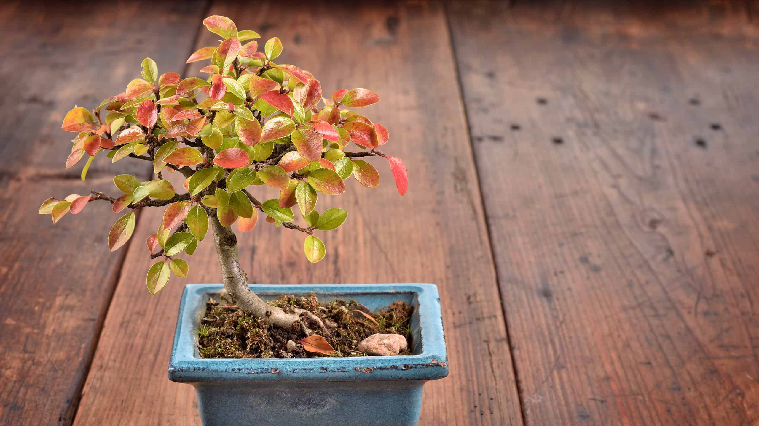 Making Your Cotoneaster Look Nice