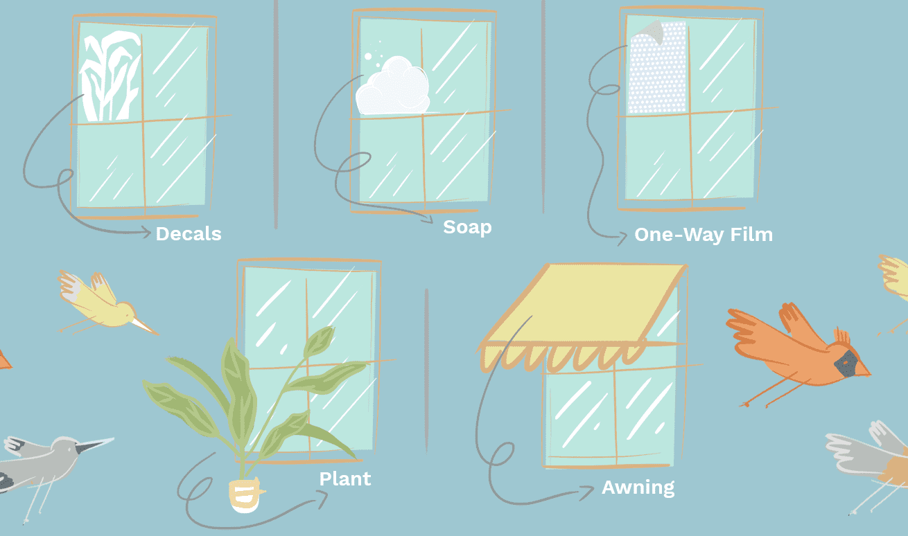 Steps to Stop the Birds from Pecking
