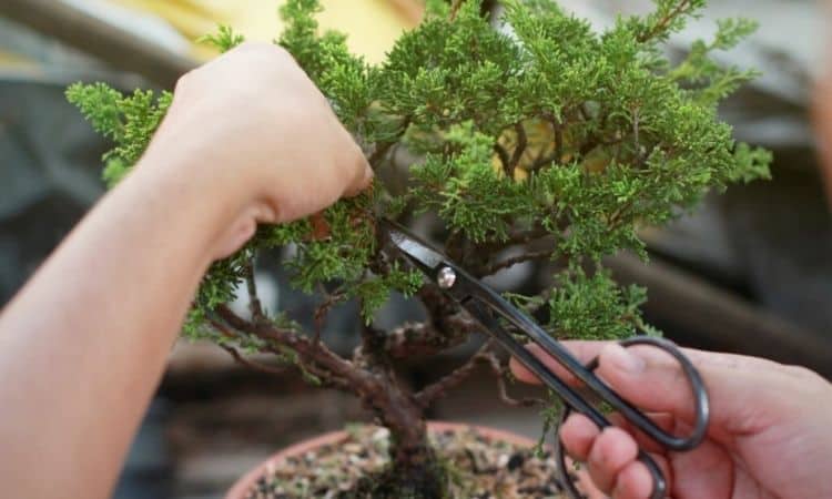 Trimming Your Cotoneaster