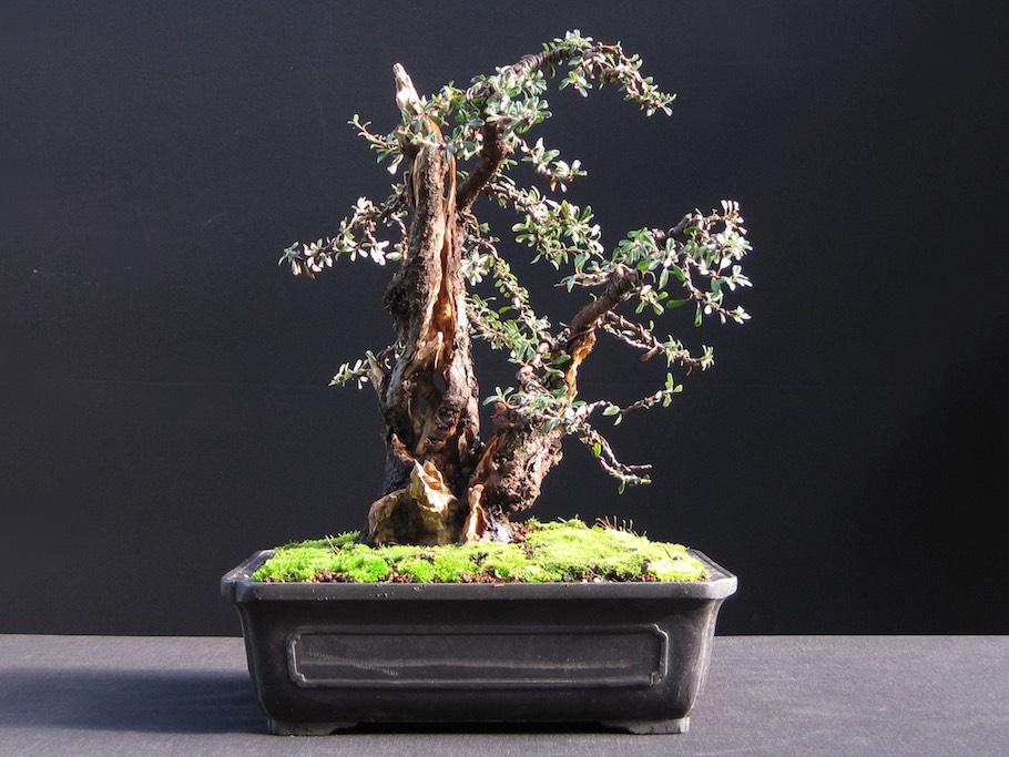 Where to Put Your Bonsai