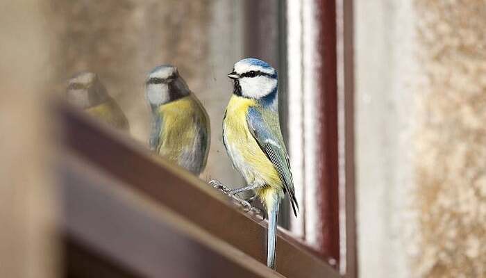 Why Does a Bird Peck at My Window Every Morning