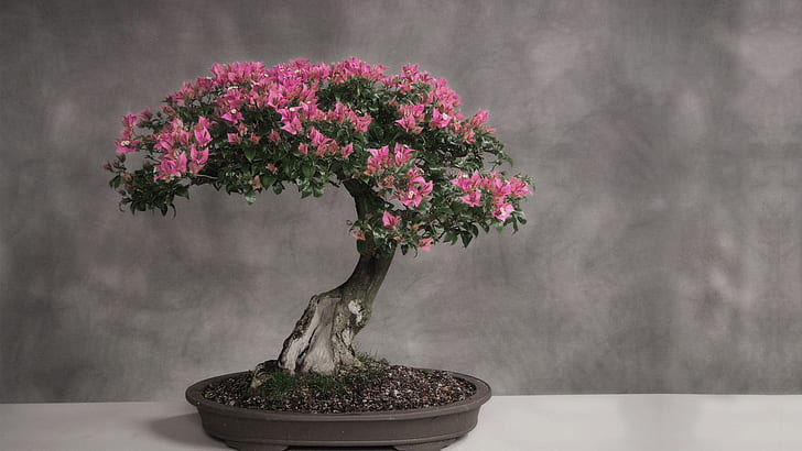 Assessing Your Bonsai’s Light Needs