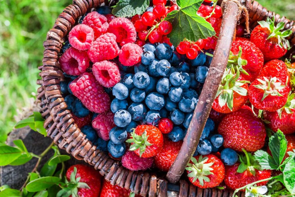 Berry Wheelbarrow
