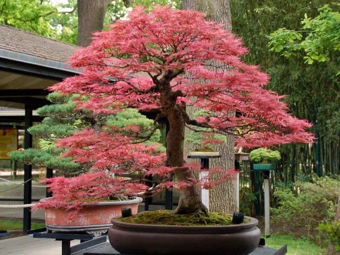 How Do You Take Care of Indoor Bonsais?