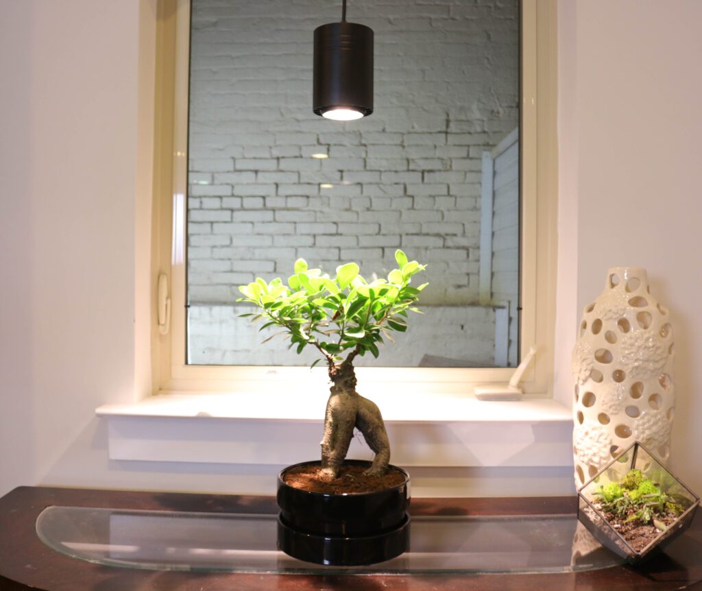 Optimizing Light for Bonsai Trees