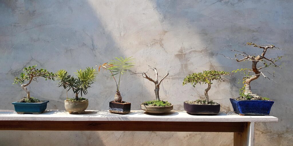 Bonsai