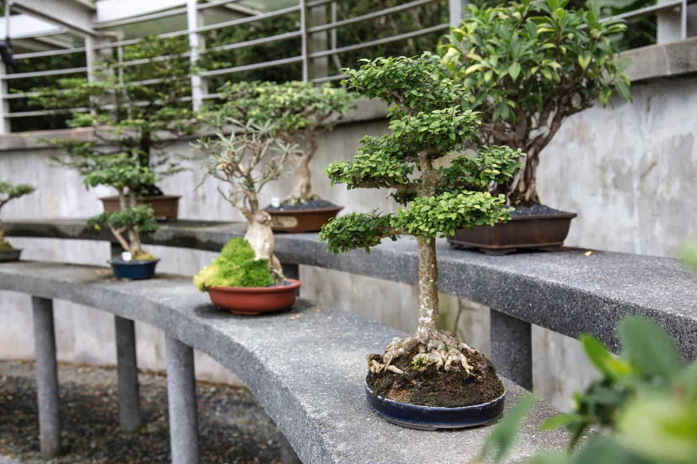 How Long Do Bonsai Trees Take to Grow - Organize With Sandy