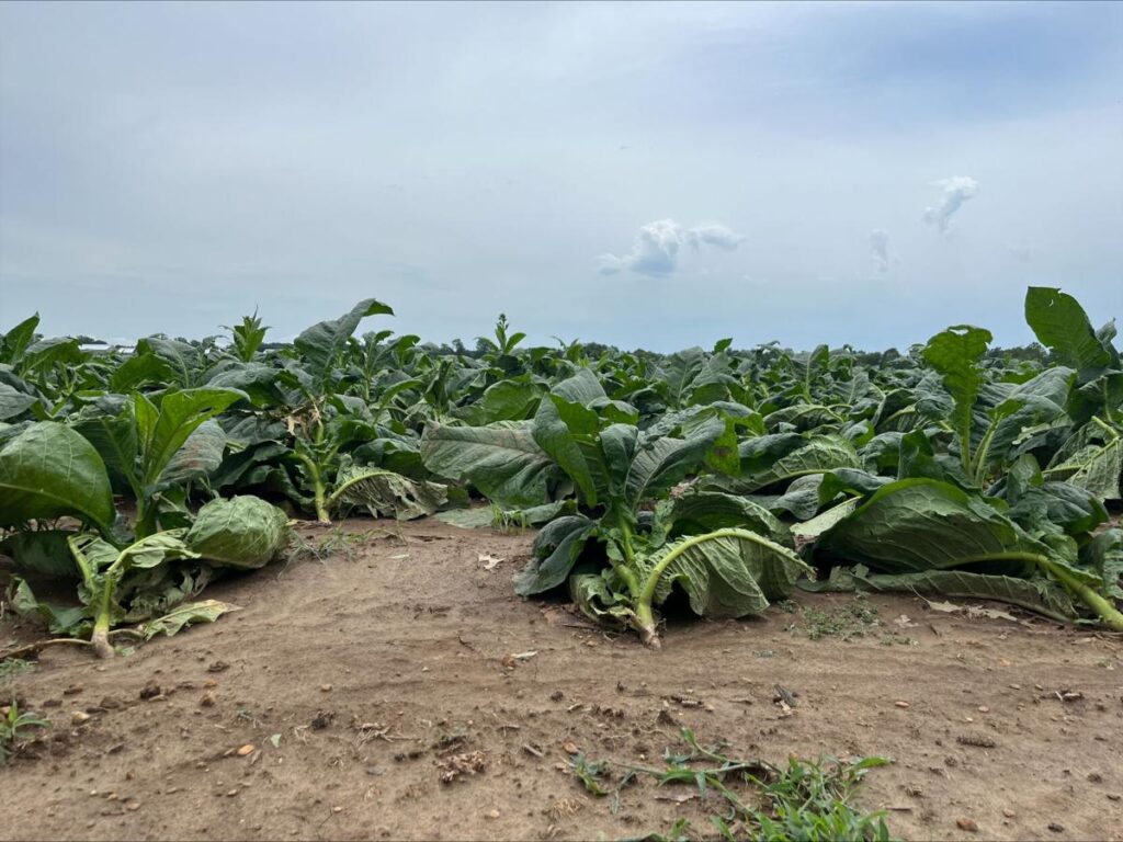 Consider the Crop Species