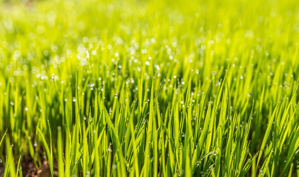 Mowing the Wet Grass