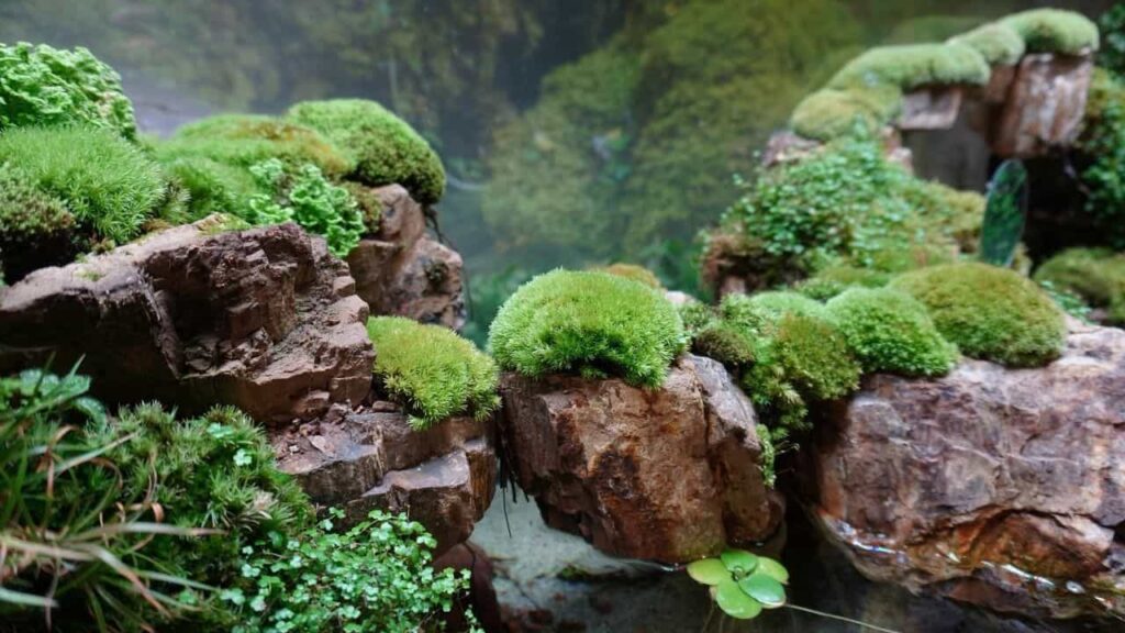 Use Sphagnum Moss