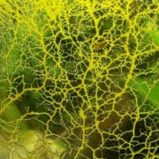 What Do I Do if My Terrarium Has Mold?