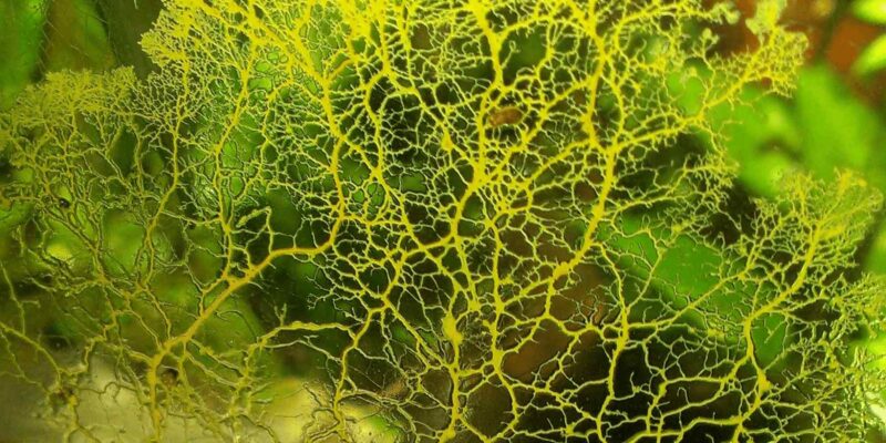 What Do I Do if My Terrarium Has Mold?