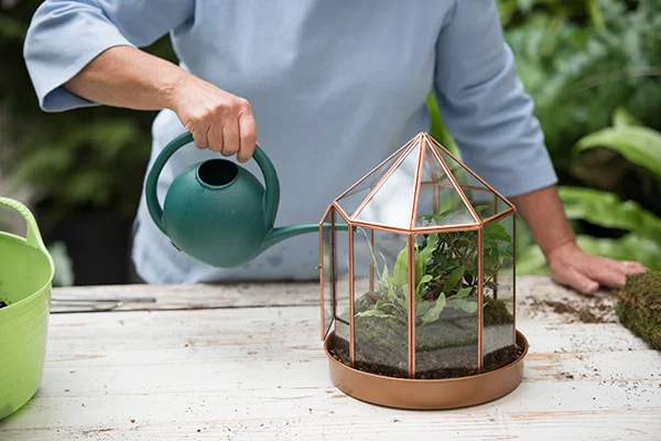 What is the Correct Way to Water Terrarium Plants?