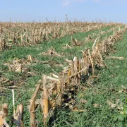 Integrating Herbicide Use with Cover Crops in Canadian Agricultural Systems