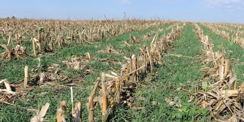 Integrating Herbicide Use with Cover Crops in Canadian Agricultural Systems