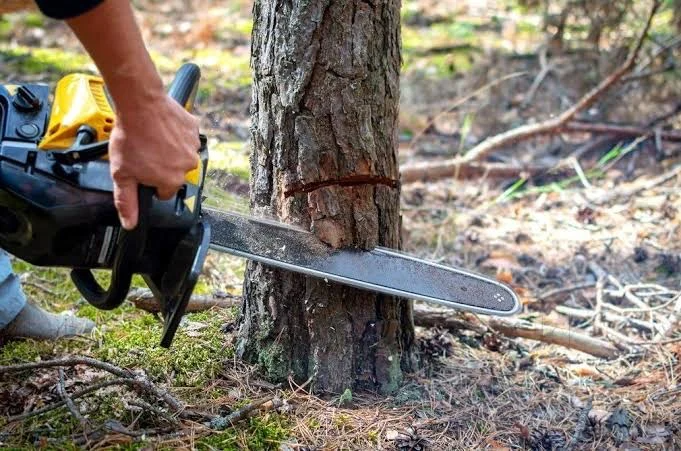 A saw cutting a tree