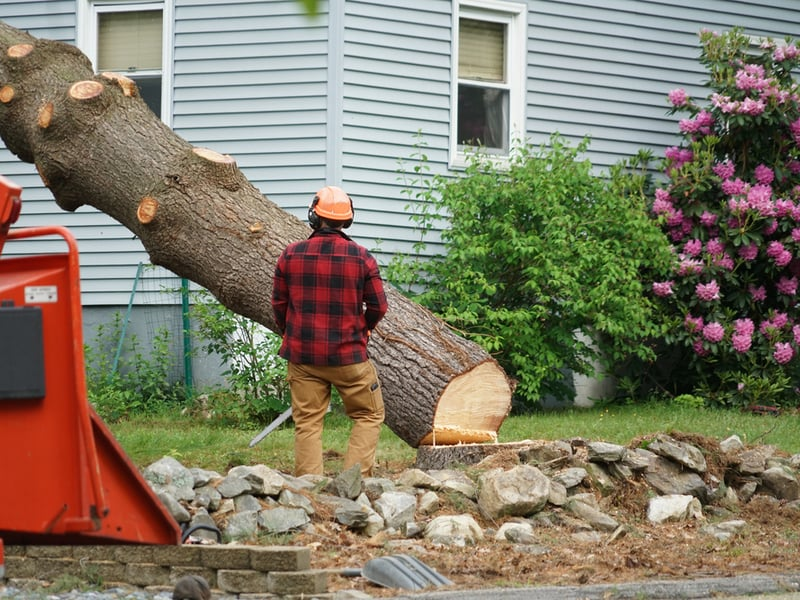 How unhealthy Trees Lower Property Value