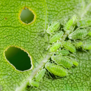What to Do About Aphids on Your Trees