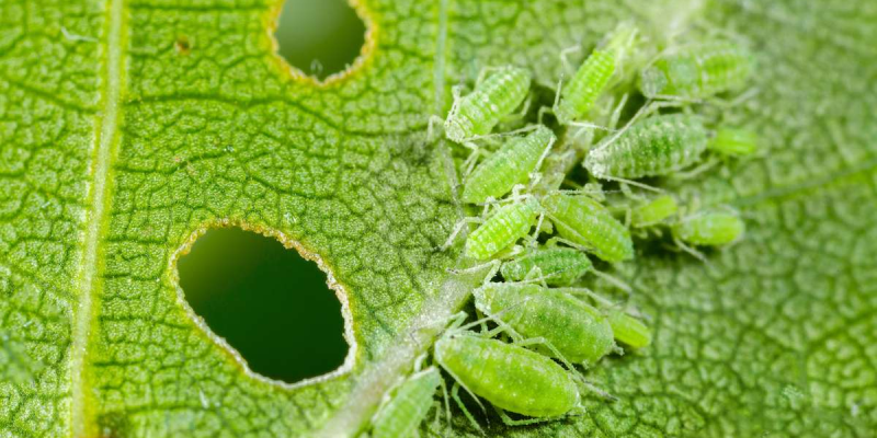 What to Do About Aphids on Your Trees